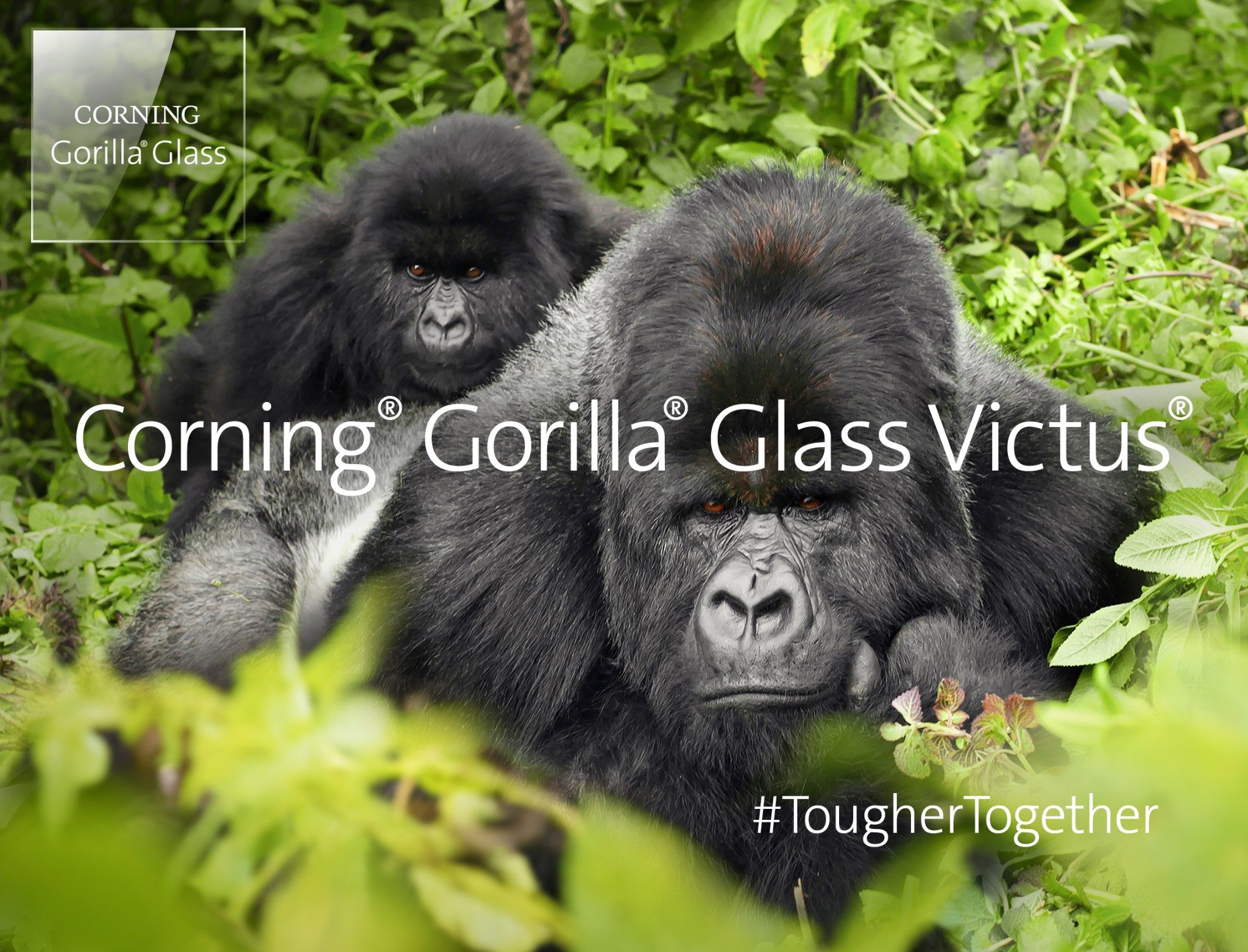 How tough Corning’s Gorilla Glass Victus is? and how much meter it can survive when dropped?